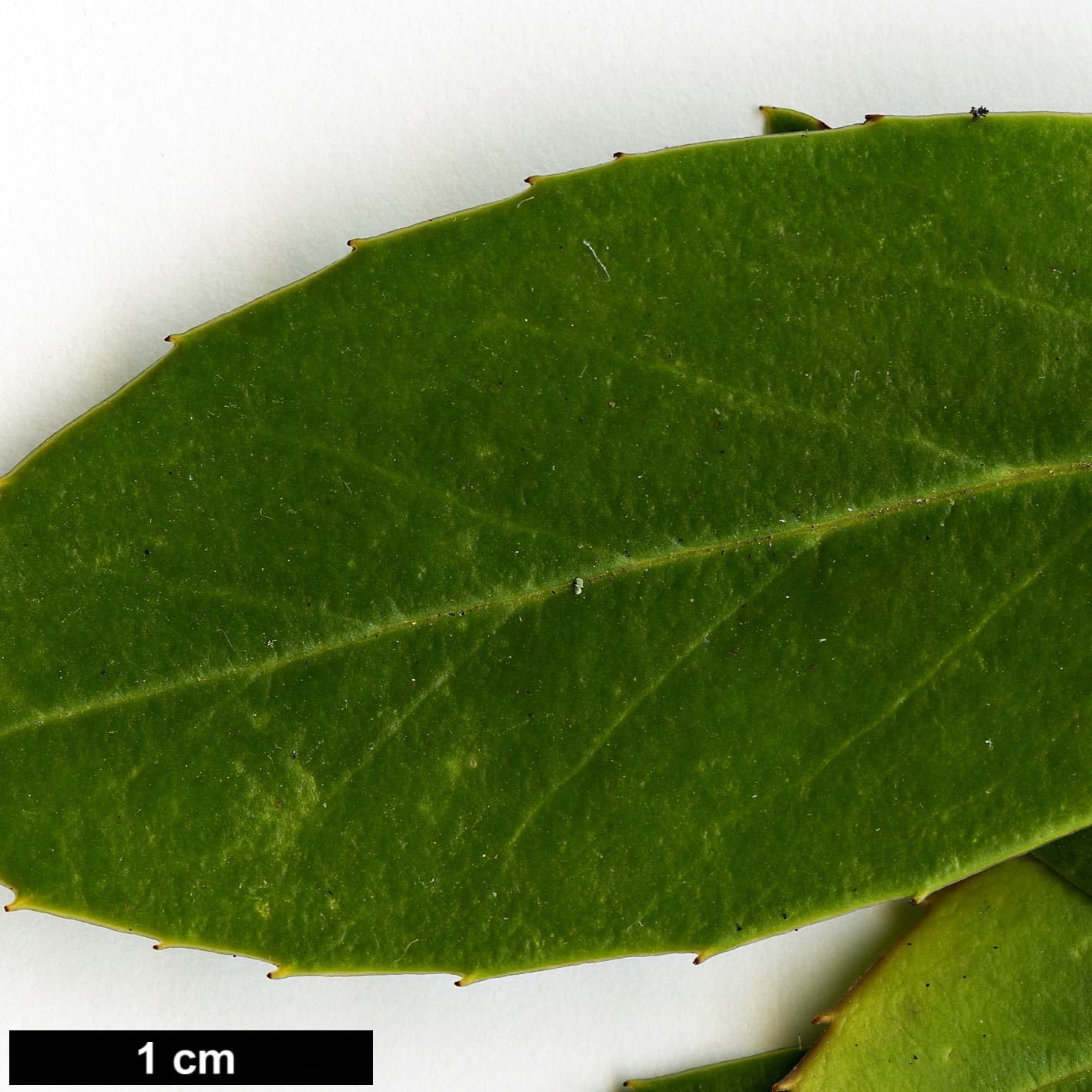 High resolution image: Family: Aquifoliaceae - Genus: Ilex - Taxon: fargesii - SpeciesSub: subsp. fargesii var. brevifolia